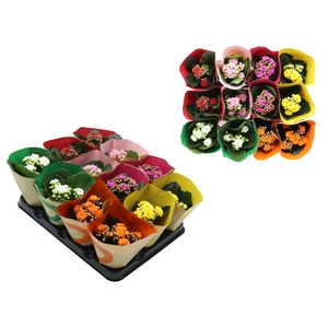 KALANCHOE BLOSSFELDIANA CALANDIVA P6 WIT