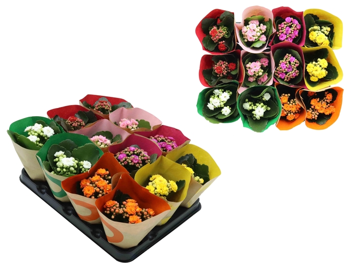 <h4>KALANCHOE CALANDIVA P6 MIX ZONDER HOES</h4>