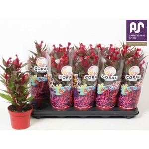 CEL CR HOT TOP PURPL