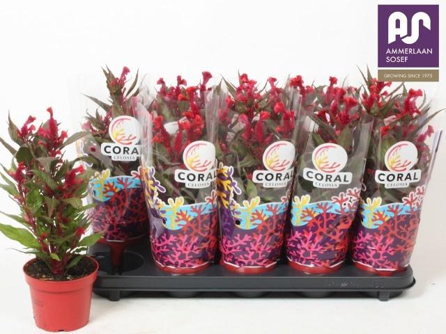 <h4>CEL CR HOT TOP PURPL</h4>