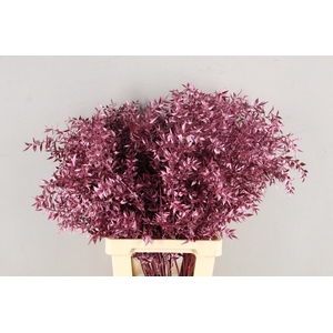 DF Ruscus 70cm Bs Antiq Pink