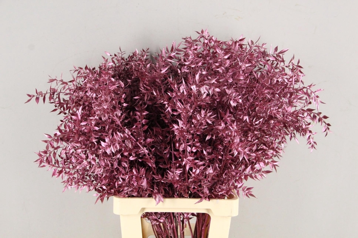 <h4>DF Ruscus 70cm Bs Antiq Pink</h4>