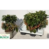 Ardisia crenata