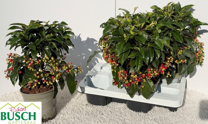 <h4>Ardisia crenata</h4>