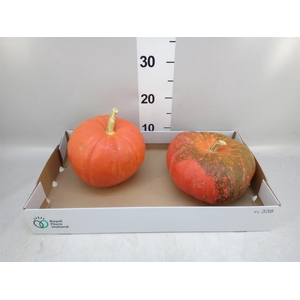 Cucurbita