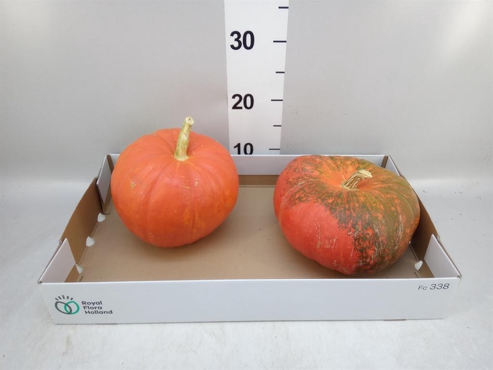 <h4>Cucurbita</h4>