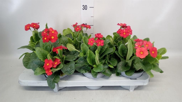 <h4>Primula elat.</h4>