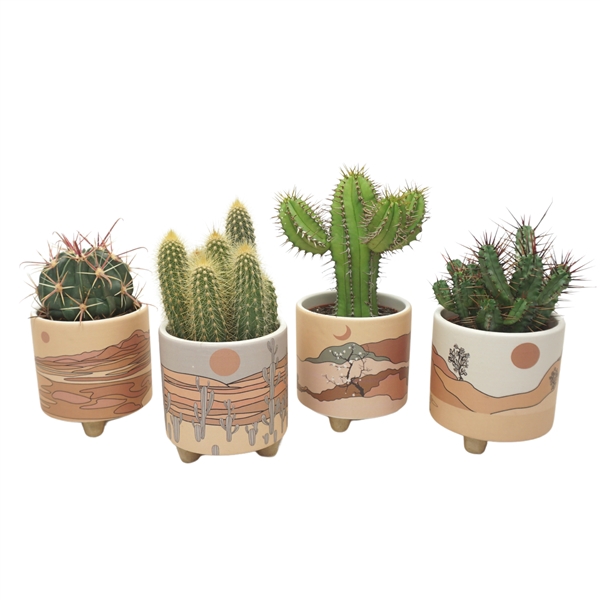 <h4>Cactus gemengd</h4>