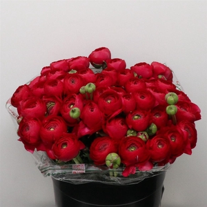 Ran Su Sr Passion Red Super