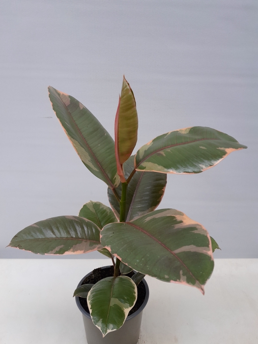 <h4>FICUS ELASTICA      BELIIZE P13</h4>