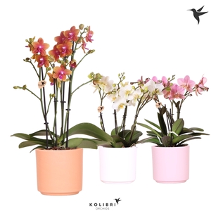 Kolibri Orchids Phalaenopsis Jewel mix 3 spike in Simplicity pot