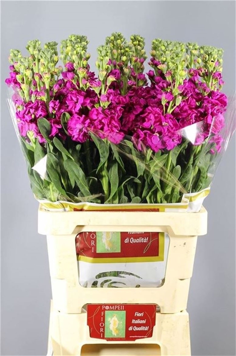 <h4>Matthiola Iron Rose</h4>