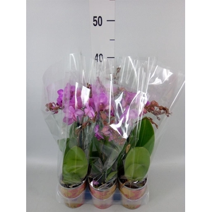 Phalaenopsis multi. 'Ant Stuttgart'