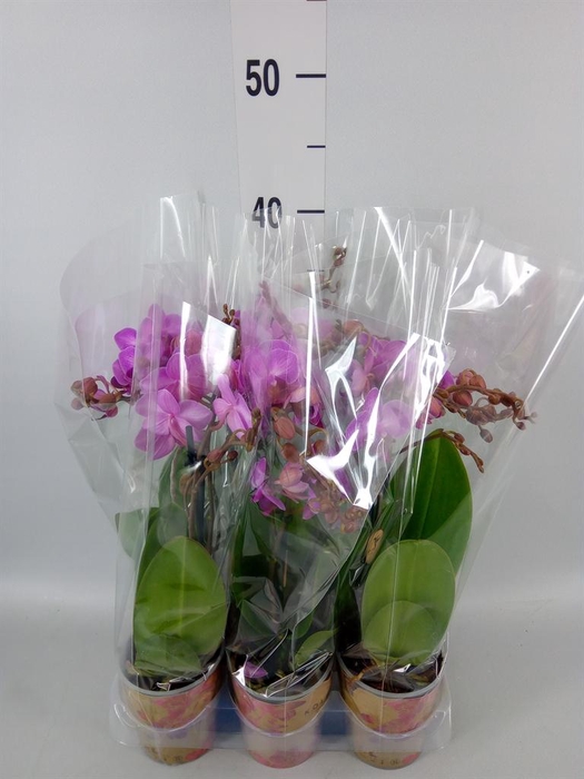 <h4>Phalaenopsis multi. 'Ant Stuttgart'</h4>