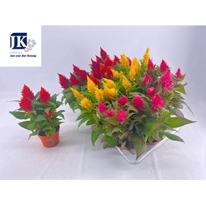 CEL PL KEL FIRE GEM