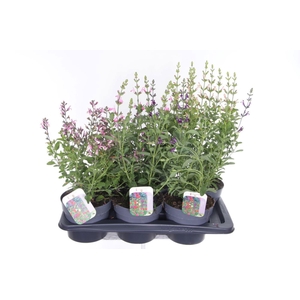 Salvia microphylla mix