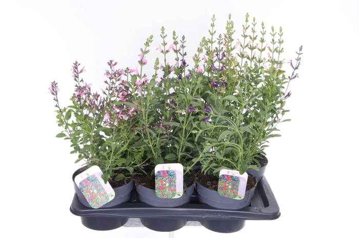 <h4>Salvia microphylla mix</h4>