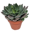 Echeveria Blue Prince - 1154