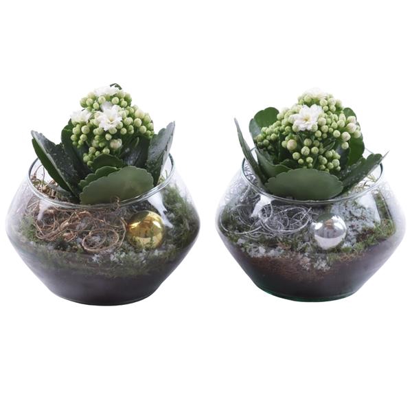 <h4>Christmas Arr. Indoor Glass Oblique UFO Vase Ø15cm 1PP</h4>