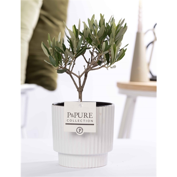 <h4>Olea Europaea in P&PURE Ivy ceramics shiny white</h4>