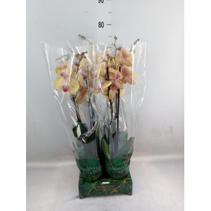 Phalaenopsis   ...yellow