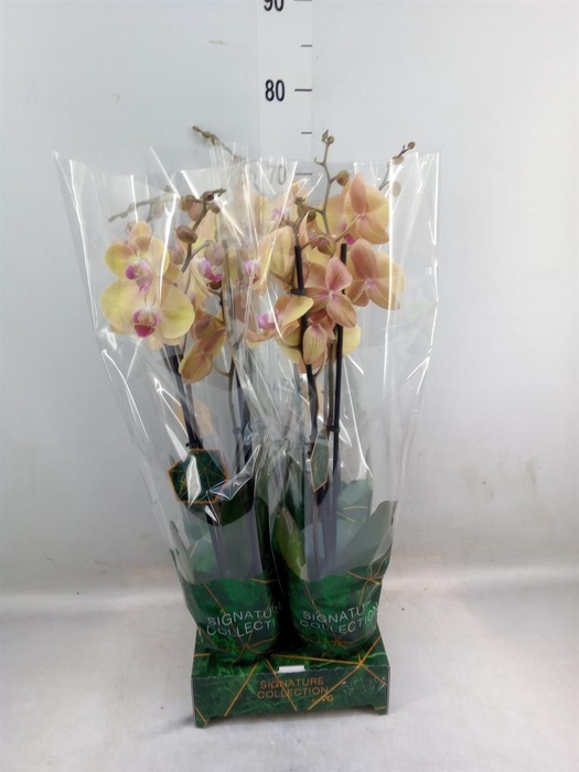 <h4>Phalaenopsis   ...yellow</h4>