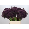 Allium Cherry