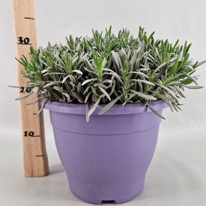 Lavandula interm.