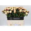 Paeonia Ann Cousins