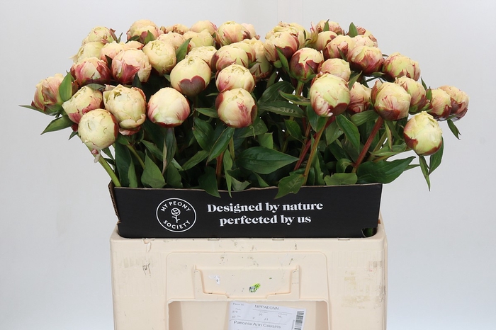Paeonia Ann Cousins