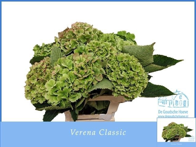 <h4>HYDR M CH VERENA CL</h4>