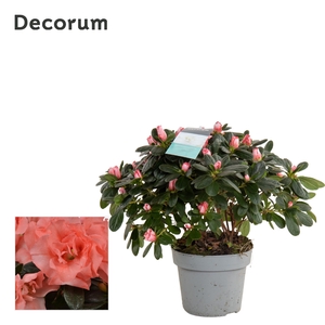 Azalea 14 cm Zalm - Decorum - Plantcollect