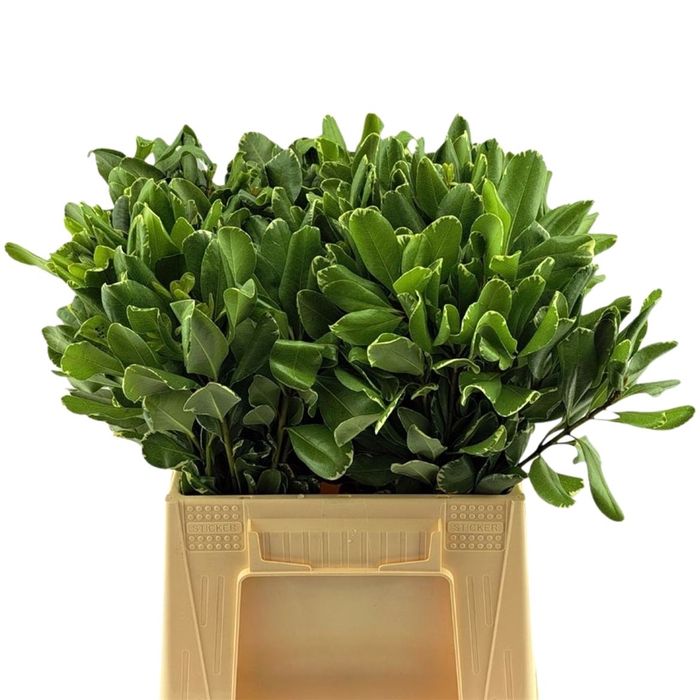 <h4>Pittosporum Ilan</h4>