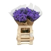 Ageratum houstonianum 'JJ Violet Blue'
