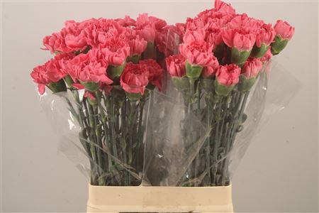 <h4>Di St Minami Tommy</h4>