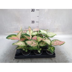 Aglaonema   ...