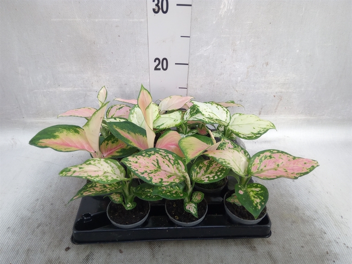 Aglaonema   ...