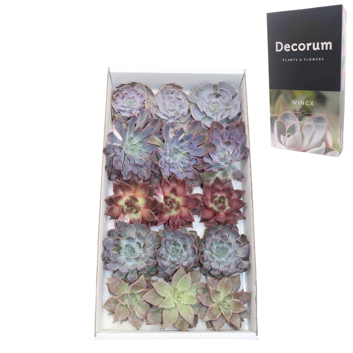 Echeveria Love Mix (wincx) Cutfl (5 Spcs) Wincx-10cm