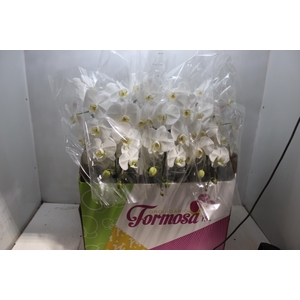 PHALAENOPSIS CASCATA P15 BRANCO MIN 8 FLS