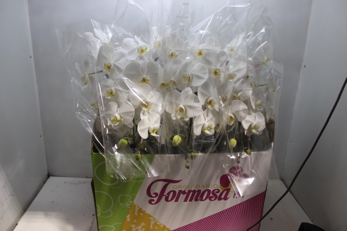 <h4>PHALAENOPSIS CASCATA P15 BRANCO MIN 8 FLS</h4>