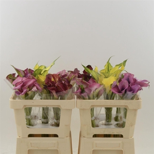 Calla Gemengd In Fust | Dubbelbloemig