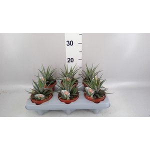 Haworthia fasciata 'Big Band'