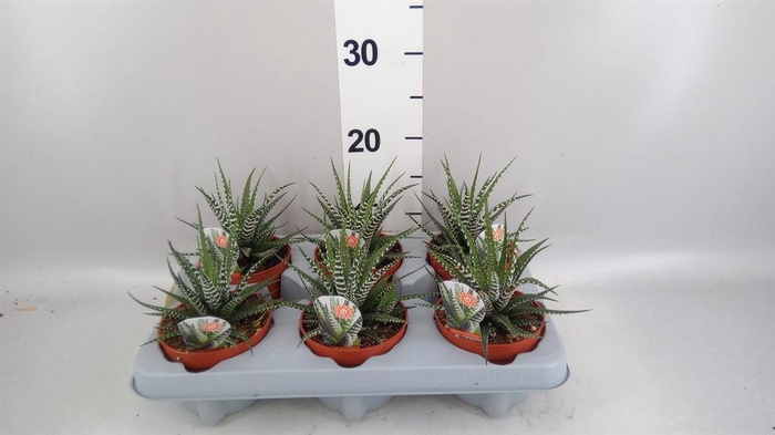 <h4>Haworthia fasciata 'Big Band'</h4>