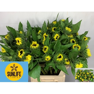 HELI SUNRICH LIMONCE
