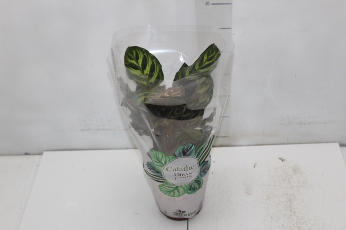 <h4>CALATHEA MAKOYAMA P12</h4>