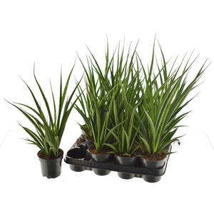 SANSEV KIRKI FRIENDS