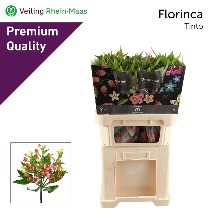 <h4>ALST FL TINTO</h4>