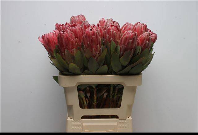 <h4>PROTEA SYLVIA</h4>