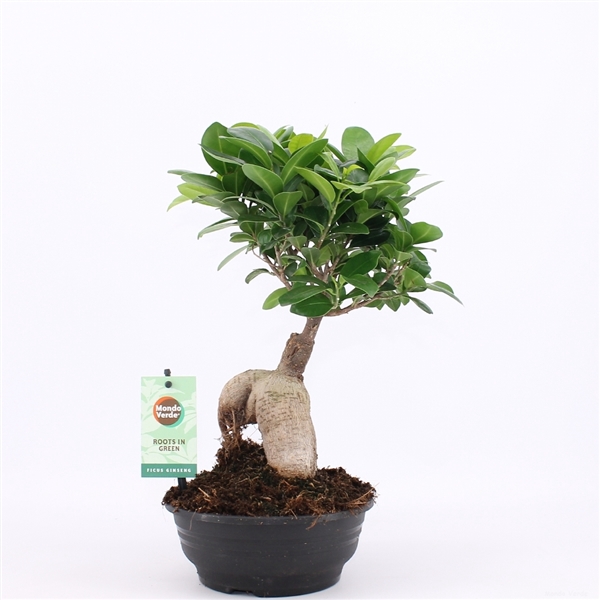 Ficus Ginseng