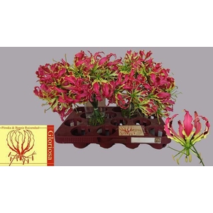 GLORIOSA ROTHSCHILD